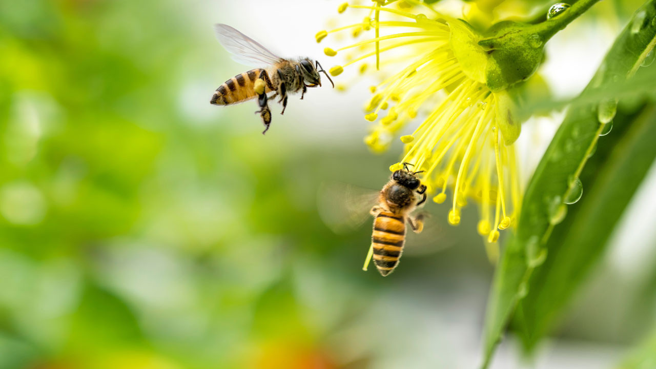Uzaylılarla muahedenin anahtarı, arılarda mı kapalı?