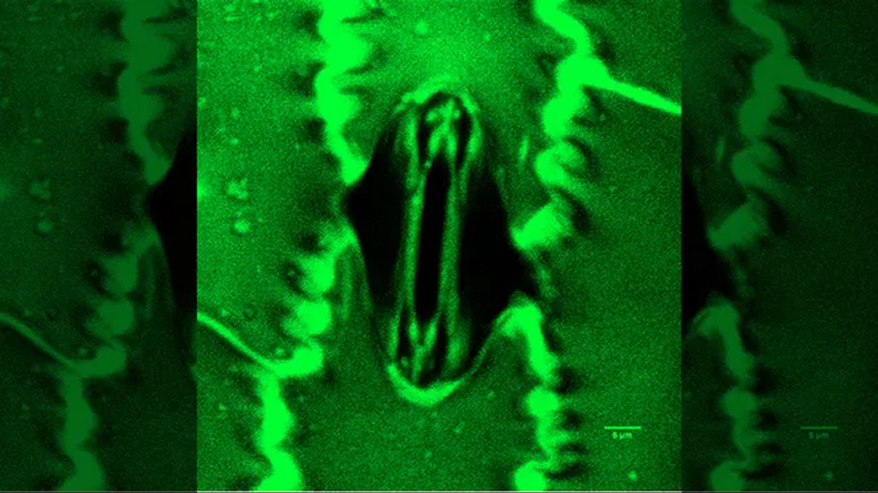 Yaprakların kapalı nefesi görüntülendi: “Akıllı bitkiler” geliyor