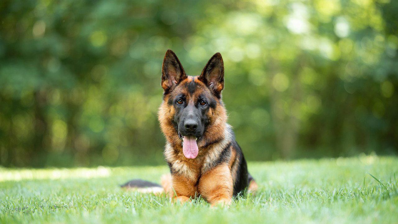 Kartellerin dehşetli düşü: Bir köpeğin başına neden ödül konur?